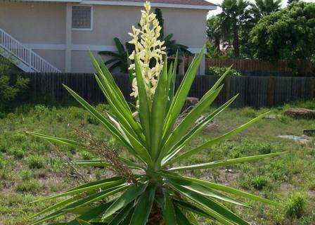 Udadtil ligner haveyucca et palmetræ - spredende blade og en rodstam ligner palmeafgrøder.