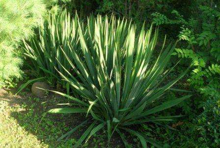 Men de mere almindelige og mere udbredte yucca -sorter er de herlige, trådagtige. Enhver have -yucca formerer sig ved stiklinger, der er skåret fra en voksen busk eller et træ.