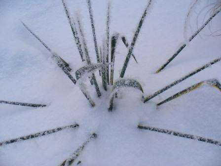 Yucca -puutarhan kasvatuspaikan tulisi olla aurinkoinen ja lämmin. Pienen penumbran läsnä ollessa on mahdollista laskeutua tällaiseen paikkaan.