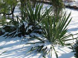 Ennen istutusta taimi on kovetettava. Tätä varten ruukku viedään puutarhaan ja päivittäin ilmassa vietetty aika kasvaa. Kun yucca istutetaan, sitä on kasteltava. Sen jälkeen hänelle järjestetään asianmukainen hoito.