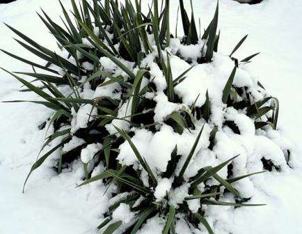 Garden yucca: plantepleje, er det værd at grave til vinteren