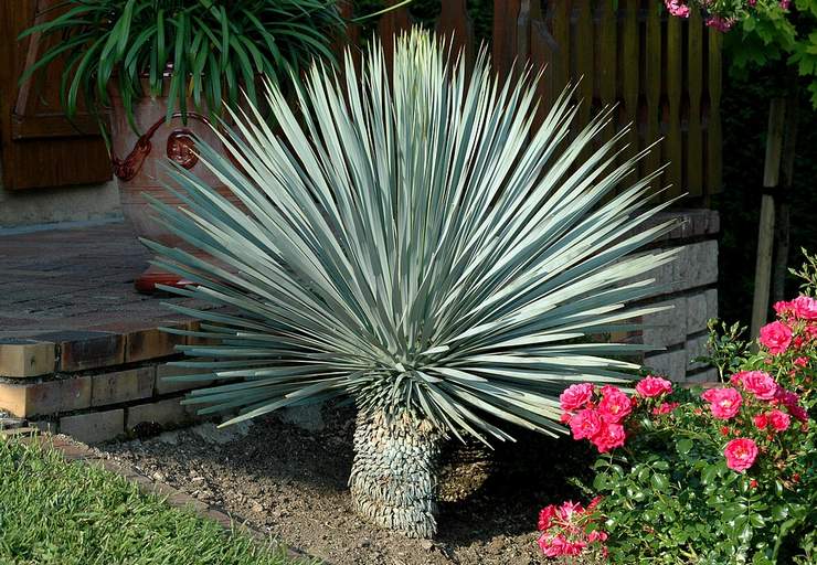 Ράμφος Yucca