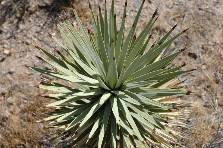 Kortbladet yucca