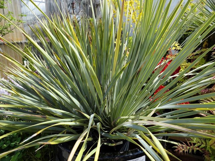 Yucca strålende