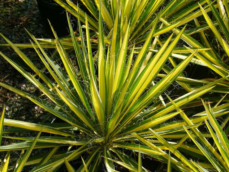 Yucca νηματώδης