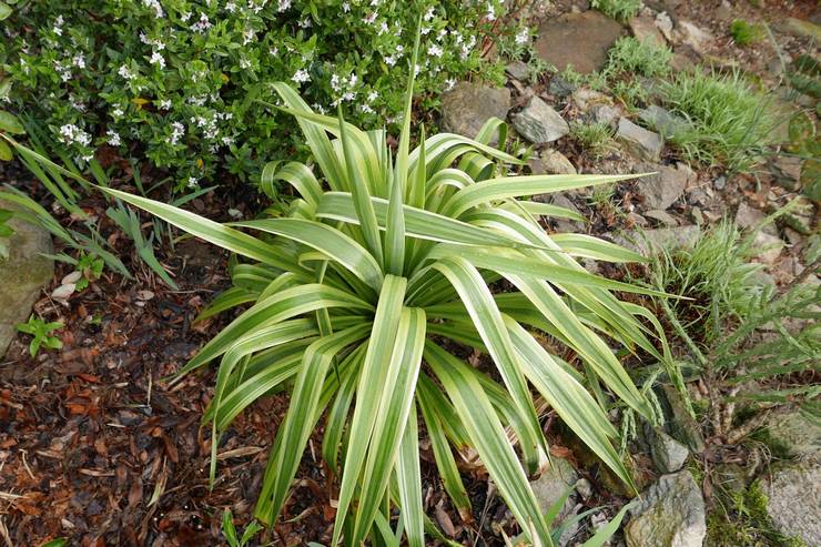 Yucca foldet