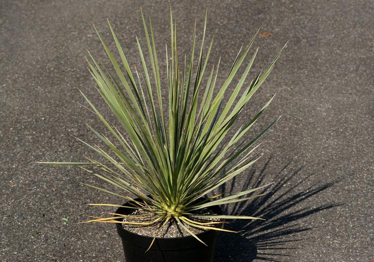 Yucca šedá