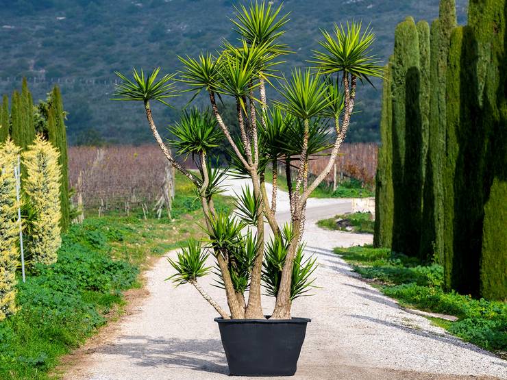 Yucca elefant