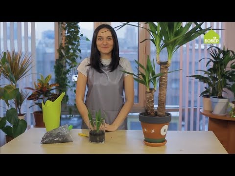 Reprodukcia rastliny yucca. Rady starostlivosti