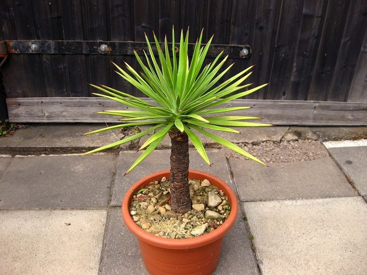 Aloe blad yucca