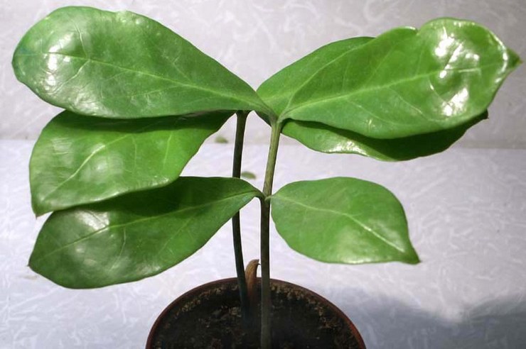 Zamioculcas lanceolate