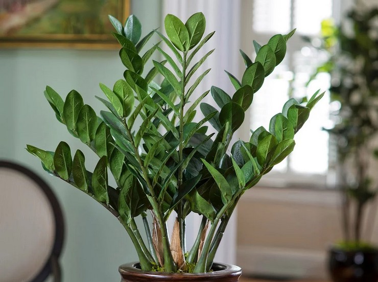 Zamioculcas (δέντρο δολαρίου)