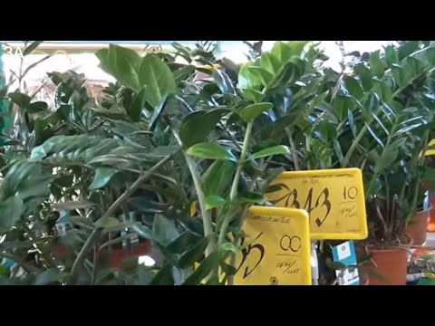 Zamioculcas هي شجرة دولار أو شجرة حظ. الرعاية الصحيحة.