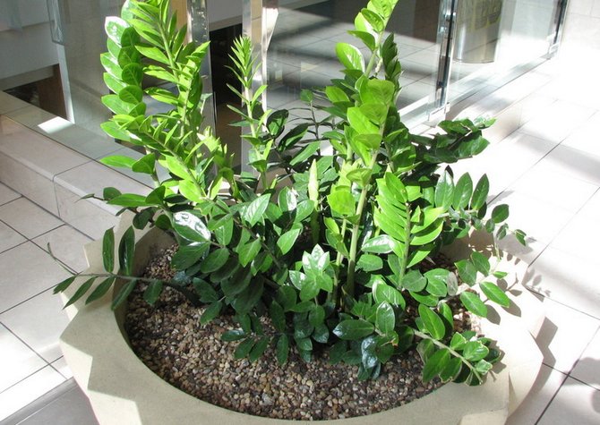 Zamioculcas هي شجرة دولار. رعاية منزلية