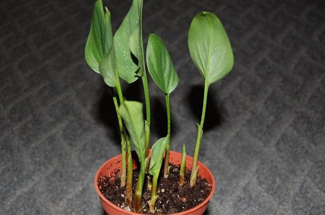 استنساخ zantedeschia