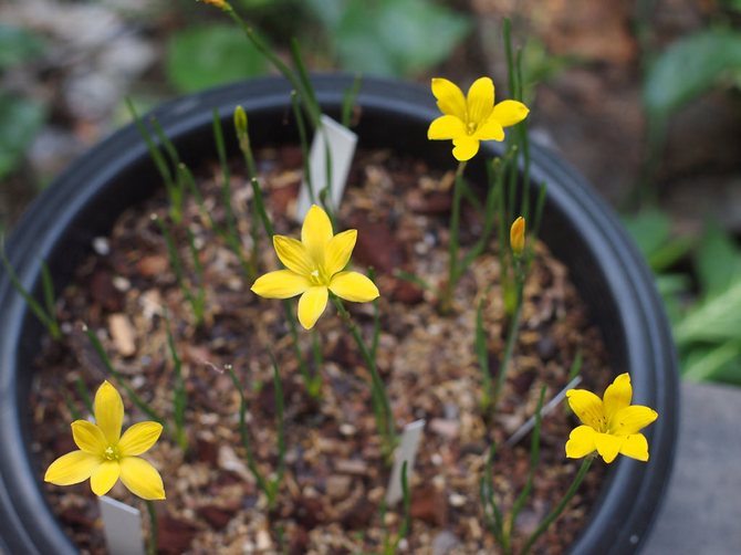 تعتبر التربة الرخوة والمغذية والمحايدة مثالية لنباتات zephyranthes.