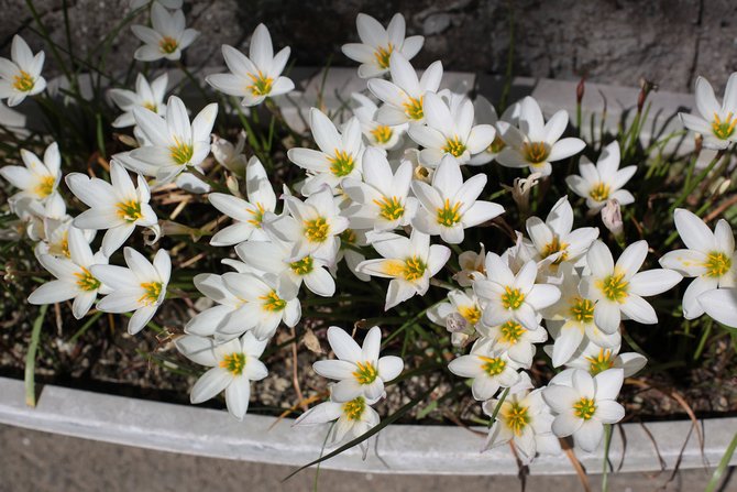 الأنواع الشعبية من zephyranthes