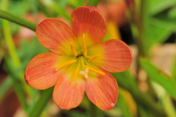 أنواع zephyranthes مع الزهور الحمراء