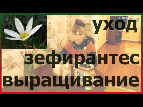 Zephyranthes زراعة زراعة رعاية التكاثر. كيف نزرع نباتات الزفيرينث. مغرور زهرة Zephyranthes