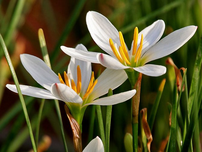 Zephyranthes - الرعاية المنزلية. تزايد زيفيرانثيس وزرع وتكاثر. الوصف والأنواع والصور