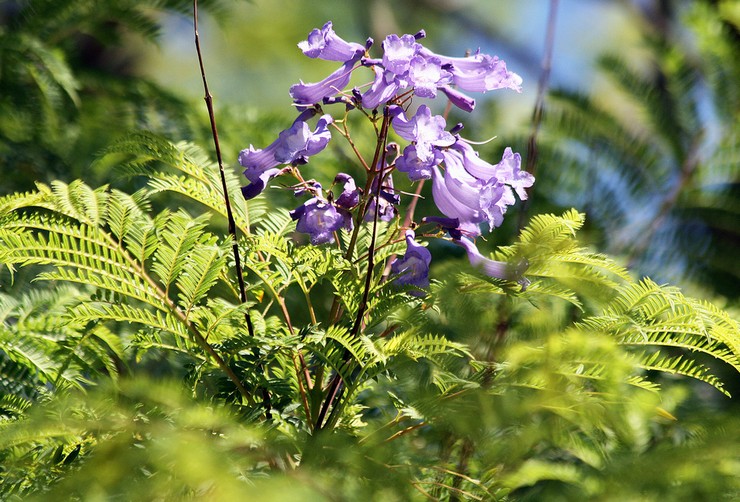 Jacaranda hjemmepleje