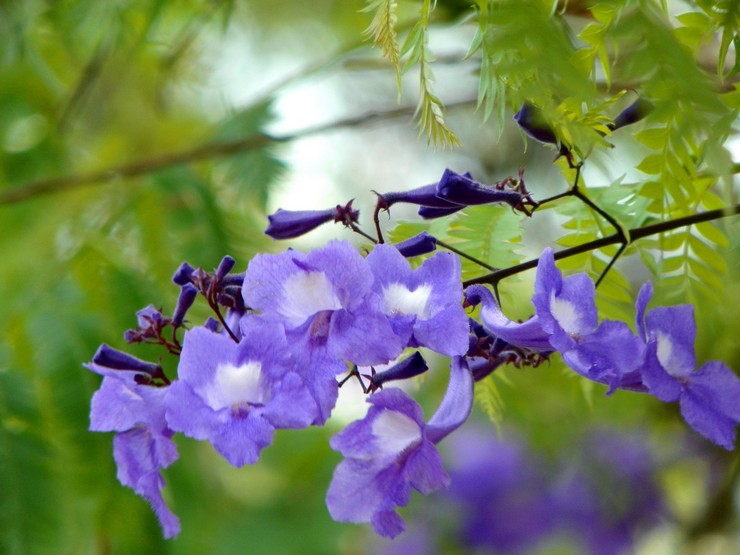 في الصيف ، تحتاج Jacaranda إلى تغذية إضافية.