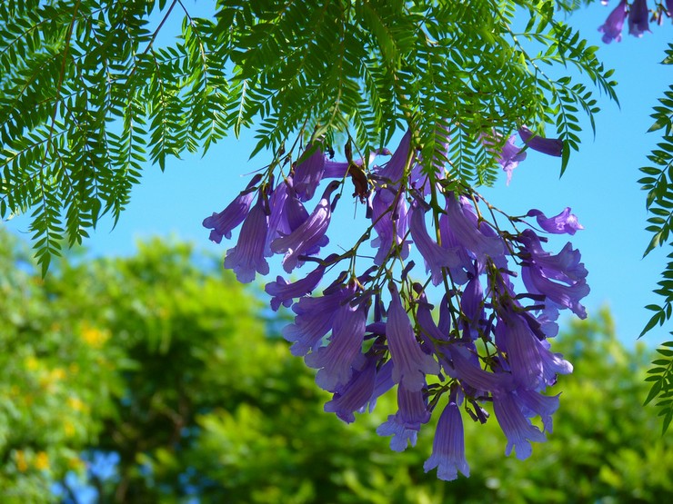 Jacaranda - الرعاية المنزلية. زراعة الجكراندا وزرعها وتكاثرها. الوصف والأنواع. صورة فوتوغرافية