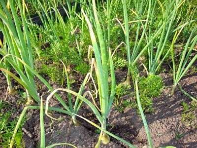 Vykonajte preventívne opatrenia na spracovanie sadivového materiálu. Za týmto účelom sú sady cibule ponorené do horúcej vody (nie viac ako 45 stupňov) na 5-7 minút, môžete použiť fyziologický roztok.