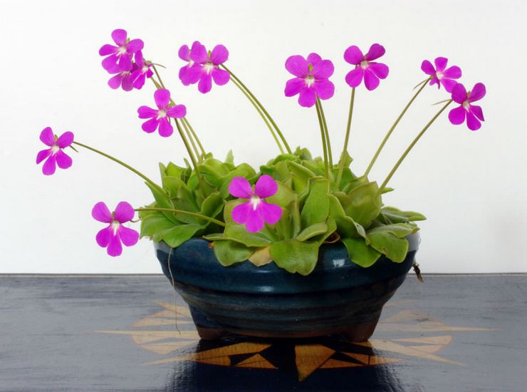 Zhyryanka plante