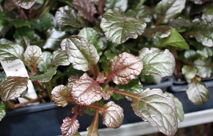 Dyrker en vedholdende plante af frø