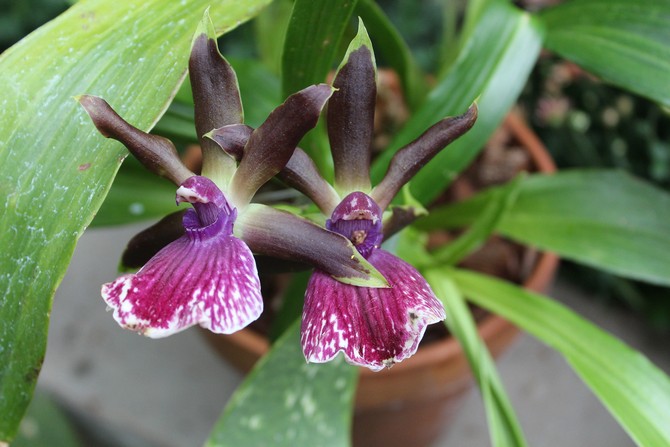 ينمو Zygopetalum جيدًا ويتطور في غرفة ذات رطوبة هواء منخفضة.