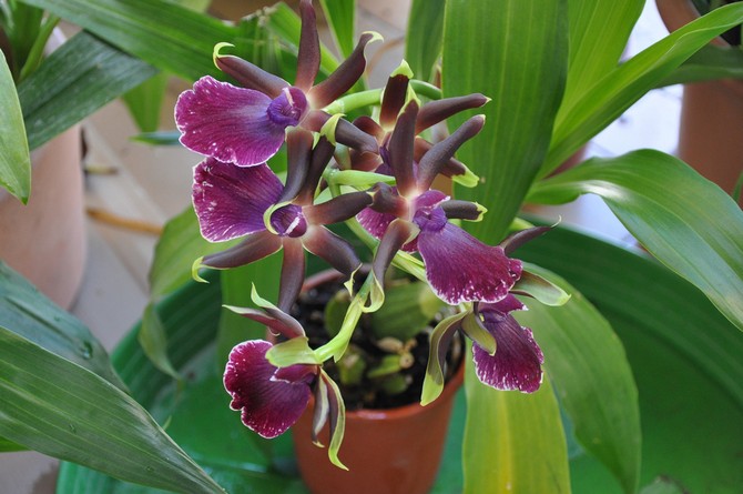 تكاثر zygopetalum