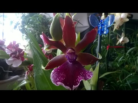 الأوركيد ZYGOPETALUM. معرفة. وكيف تعتني به.