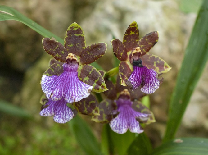 Zygopetalum - الرعاية المنزلية. زراعة بساتين الفاكهة zygopetalum وزرعها وتكاثرها. وصف. صورة فوتوغرافية