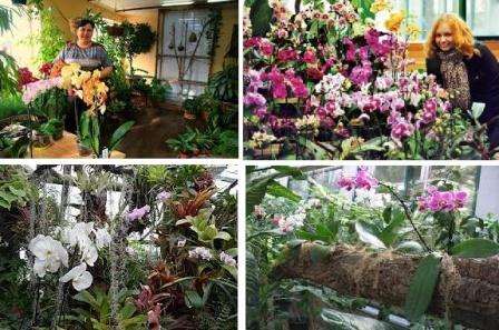 Dronningen i ethvert hjem er orkideen. Der er mange typer orkideer. Den mest almindelige og uhøjtidelige er Phalaenopsis.
