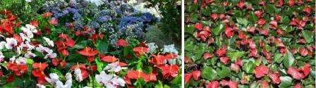 Anthurium on erittäin kaunis kasvi, jolla on suuret kiiltävät lehdet ja