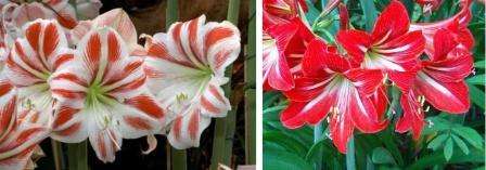 Hippeastrum هو نبات منتفخ. يتم زرعها في الحديقة الشتوية في سبتمبر - أكتوبر. مع العناية المناسبة ، يستغرق الأمر حوالي شهرين من لحظة الزراعة إلى الإزهار. يحتوي Hippeastrum على أزهار كبيرة على شكل قمع.