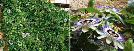 Passionflower er en liana, der kan nå 6 meter eller mere. Dette er en lyseglad plante. Rumtemperaturen bør ikke falde til under + 15. Med tilstrækkelig vanding og regelmæssig befrugtning kan den blomstre året rundt.