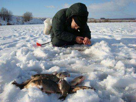 Hvad skal man fange, og hvordan fodres crucian carp om vinteren?