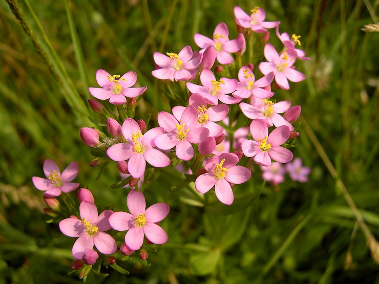 Fælles centauri