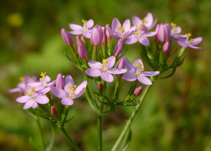 Centaury