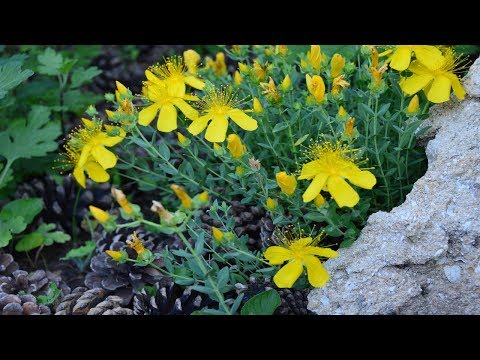 Perikon. Plant perikon for et alpint dias!