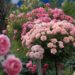 pletistie_rozi[1]